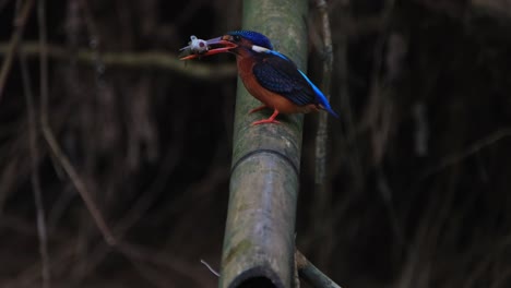 seen slamming the fish on the bamboo to its right to soften it before swallowing head first, blue-eared kingfisher, alcedo meninting, kaeng krachan national park, thailand