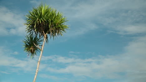 cordyline australis o col árbol monocotiledóneo ampliamente ramificado endémico de nueva zelanda aislado contra el cielo - espacio de copia