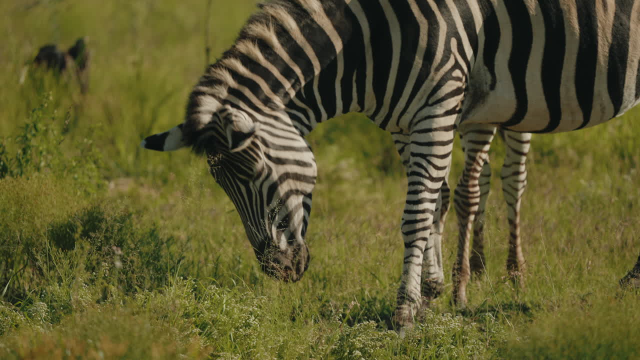 Zebra Grazing in African Savanna