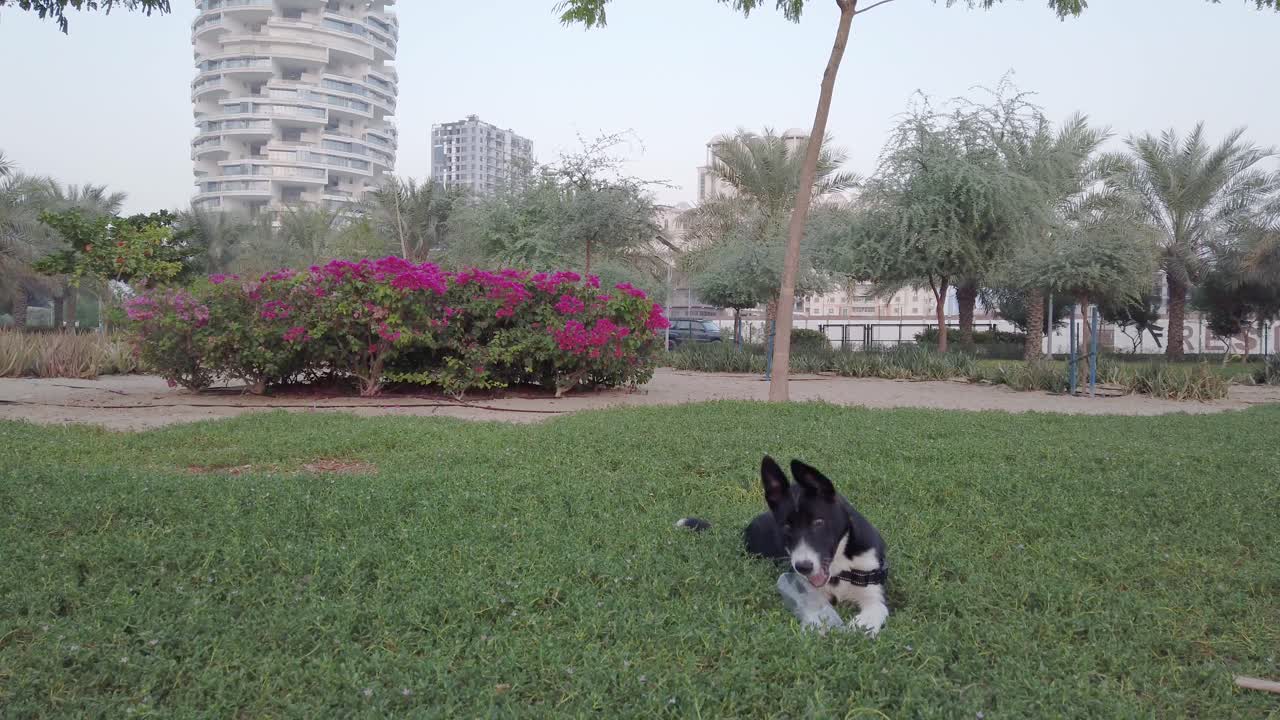 cachorro husky mordiendo un palo en el parque