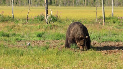 Brown-bear-(Ursus-arctos)-in-wild-nature-is-a-bear-that-is-found-across-much-of-northern-Eurasia-and-North-America.-In-North-America,-the-populations-of-brown-bears-are-often-called-grizzly-bears.