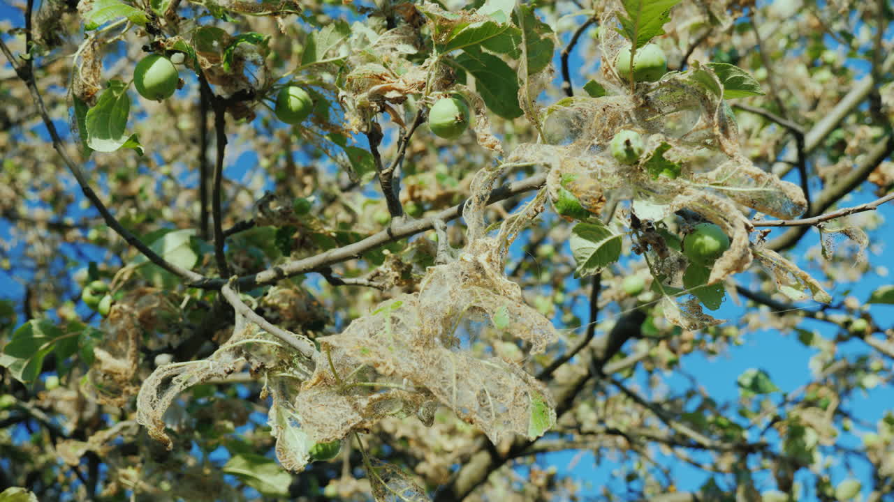Colony Of Caterpillars On An Apple Tree Pests In The Garden Spoil The Future Harvest 4K Video