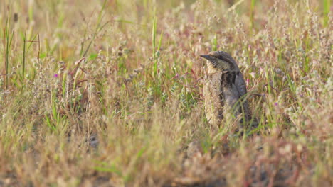 eurasian wryneck bird standing on field and looking around