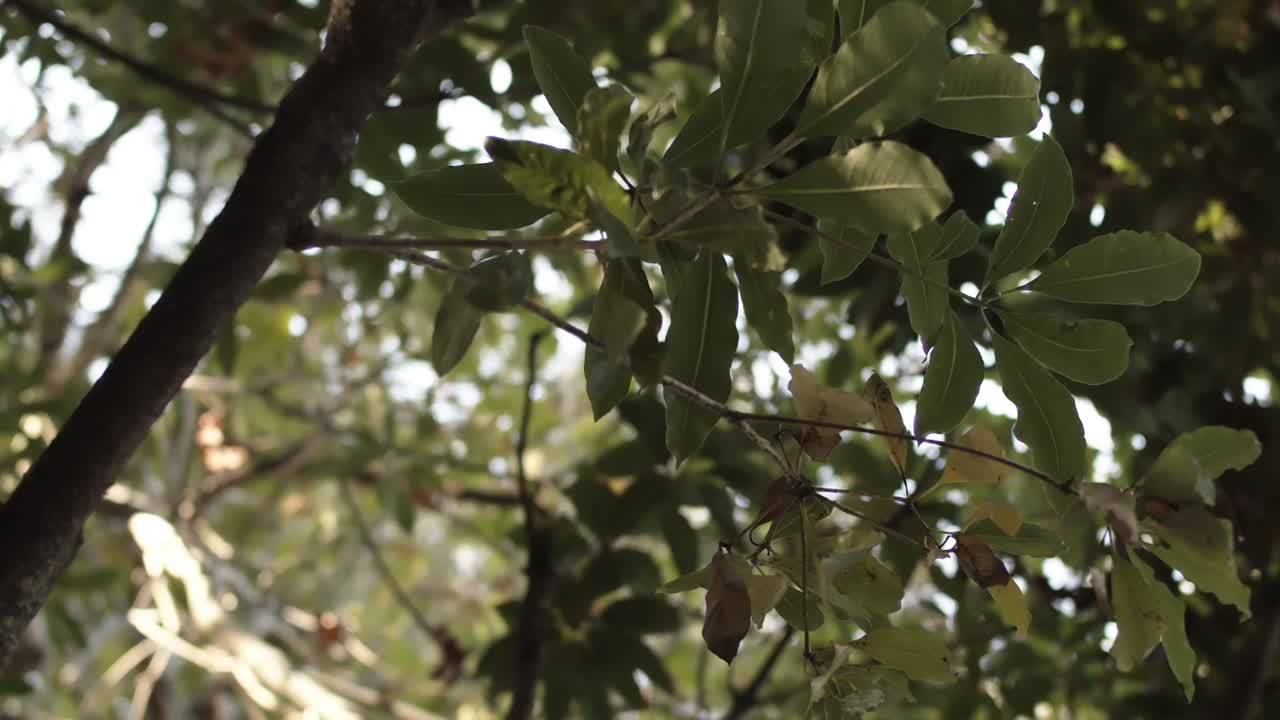 cerrar la vista de cultivo del árbol desde el suelo en un brillante día de verano, maravillándose de la belleza de la naturaleza, vista giratoria