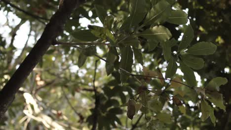 Close crop View of the tree from the ground on a bright summer day, marveling at the beauty of nature, rotating view