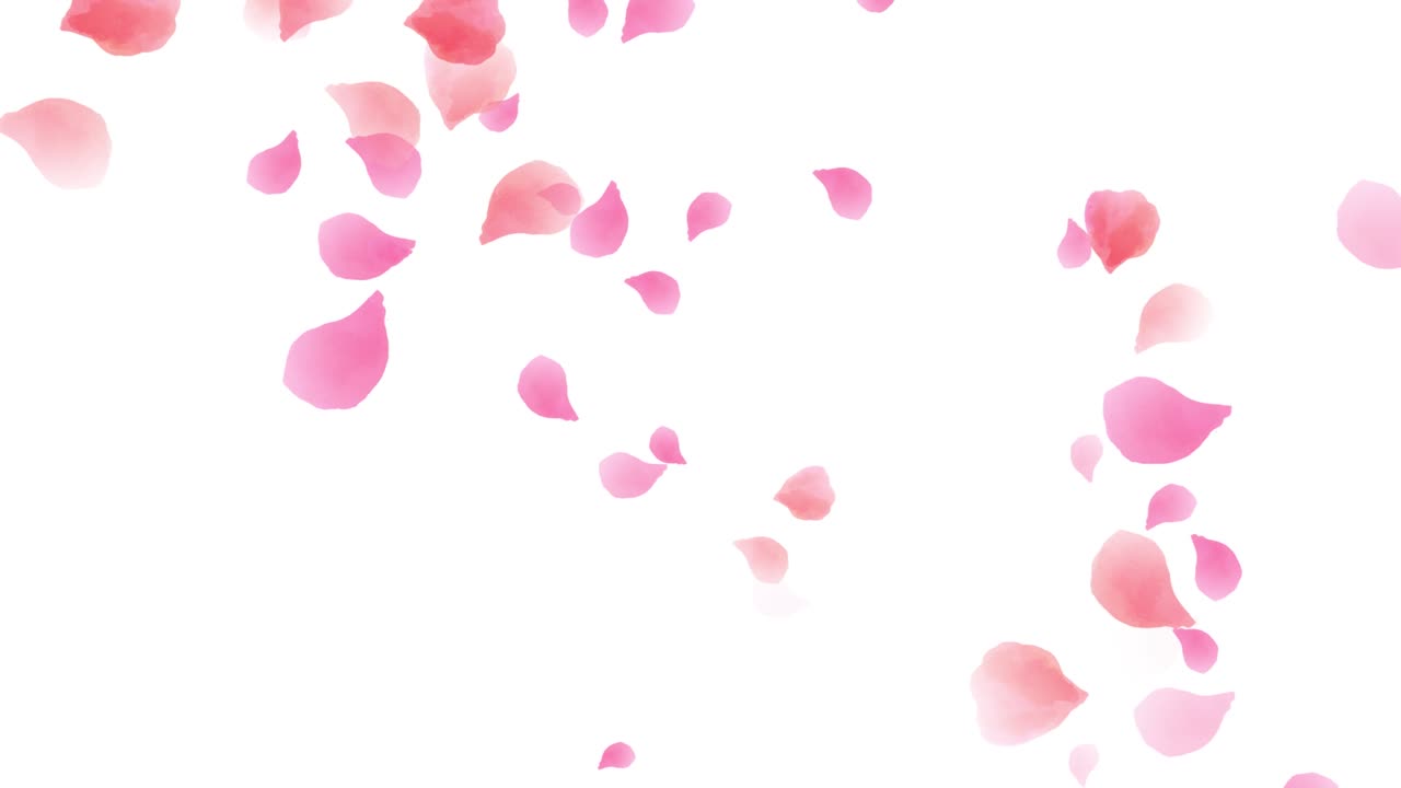 수채화 분홍색 잎자루가 떨어지는 루프 애니메이션