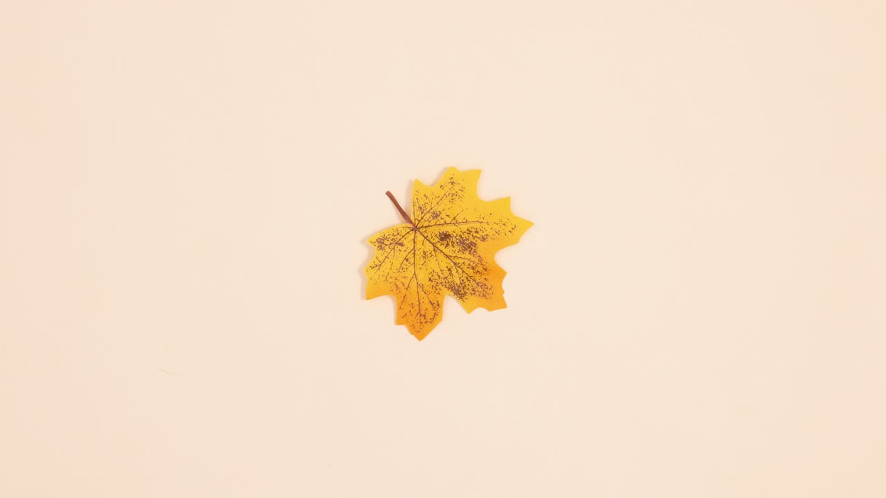Yksi keltainen syksyn lehti pyörii beigellä taustalla. Stop motion.