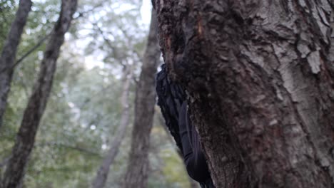 Beautiful-gothic-model-with-black-angel-wings-peaks-out-from-behind-a-tree-in-the-forest