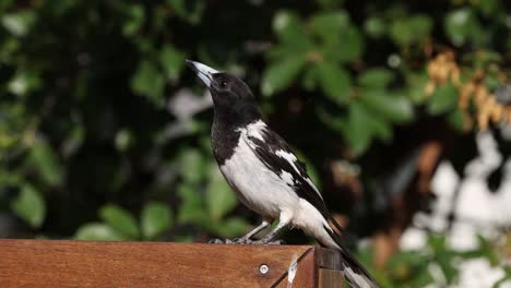 bird movements observed over a short period