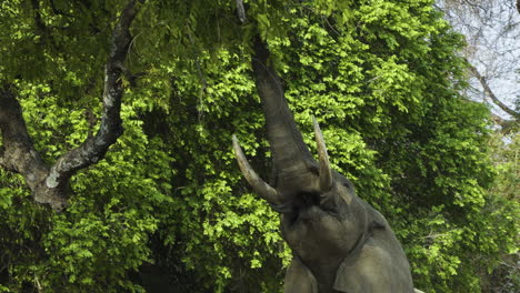 african bull elephant approaches a fig tree, raises his trunk and picks some leaves from the treetop. he stuffs these into his mouth and then immediately raises his trunk again to grab more leaves.