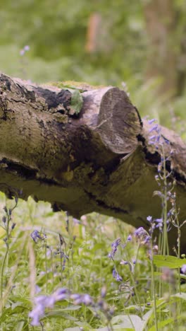 vídeo vertical rama de árbol caído con campanillas que crecen en el campo del reino unido