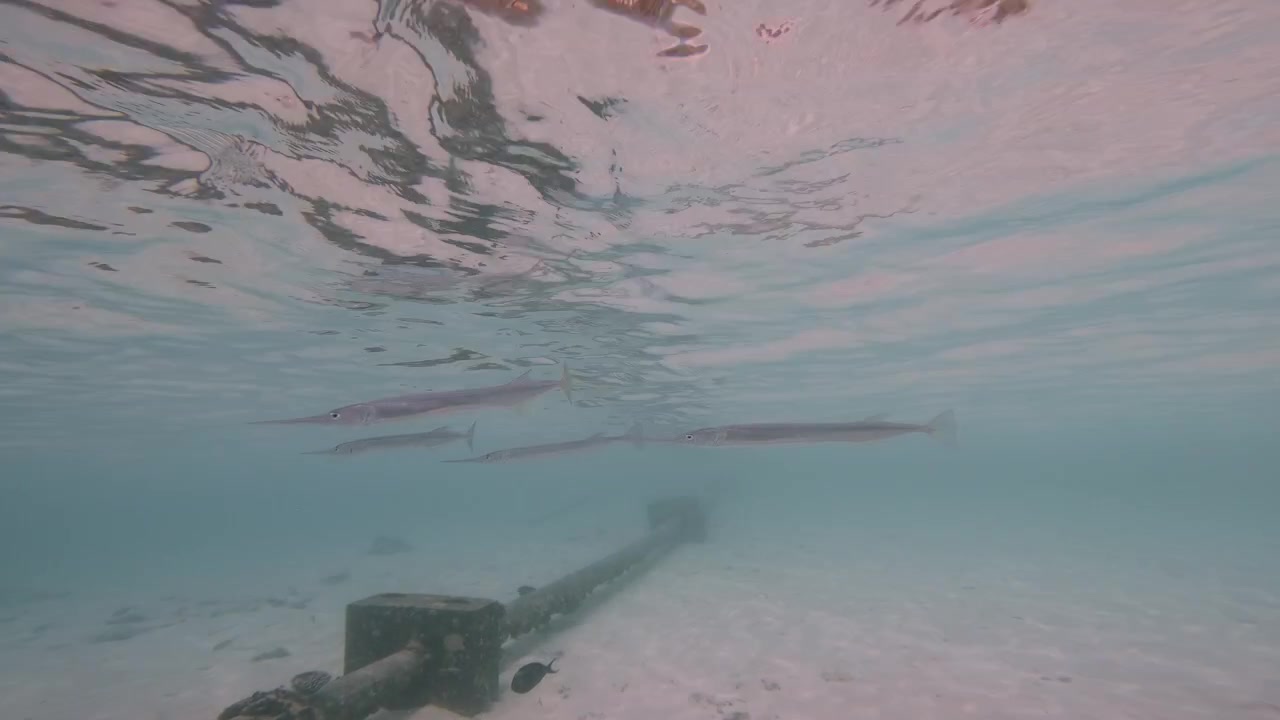 En lille stime slanke nålefisk glider under den krusende overflade af en tropisk lagune på Maldiverne over en sandbund og en nedsænket marin struktur.