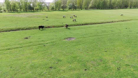 Wild-Wild-Horses-and-Auroxen-Cows-Eating-Grass,-in-Open-Landscape-Located-at-the-Shores-of-the-Lake-Pape,-Latvia