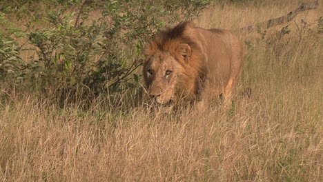 Close-tracking-shot-of-male-lion-walking-in-tall-grass-at-golden-hour