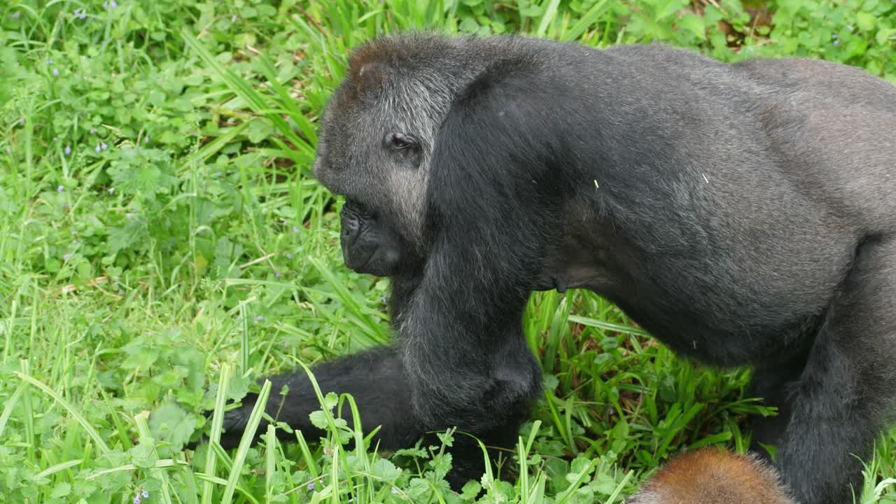 Giovane gorilla maschio a quattro zampe che strappa verdure da terra per mangiare