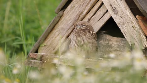 little owl asleep outside owl house, suddenly wakes with intense stare