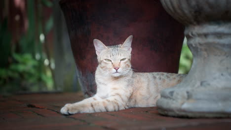 hermoso gato callejero descansando en el suelo y mirando fijamente a la cámara