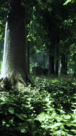 deep forest landscape