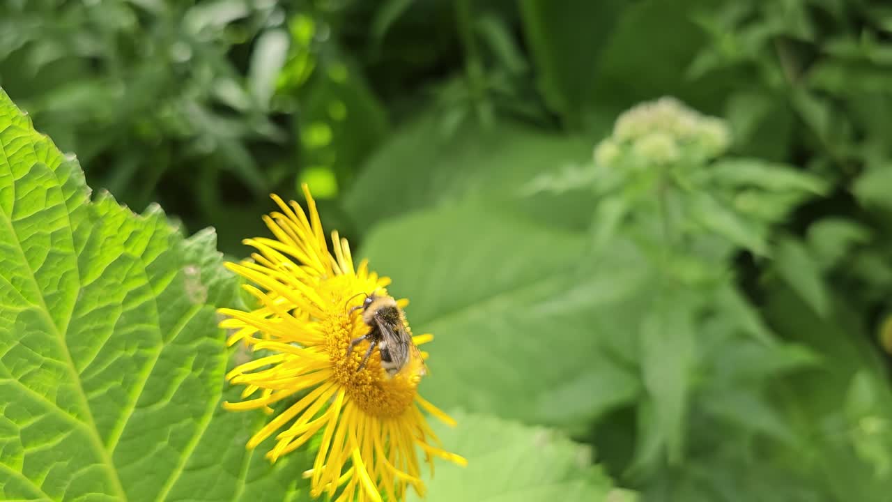 un abejorro se sienta en una flor amarilla