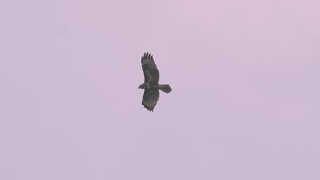 raptor bird falcon eagle buzzard hawk flies high in sunset sky