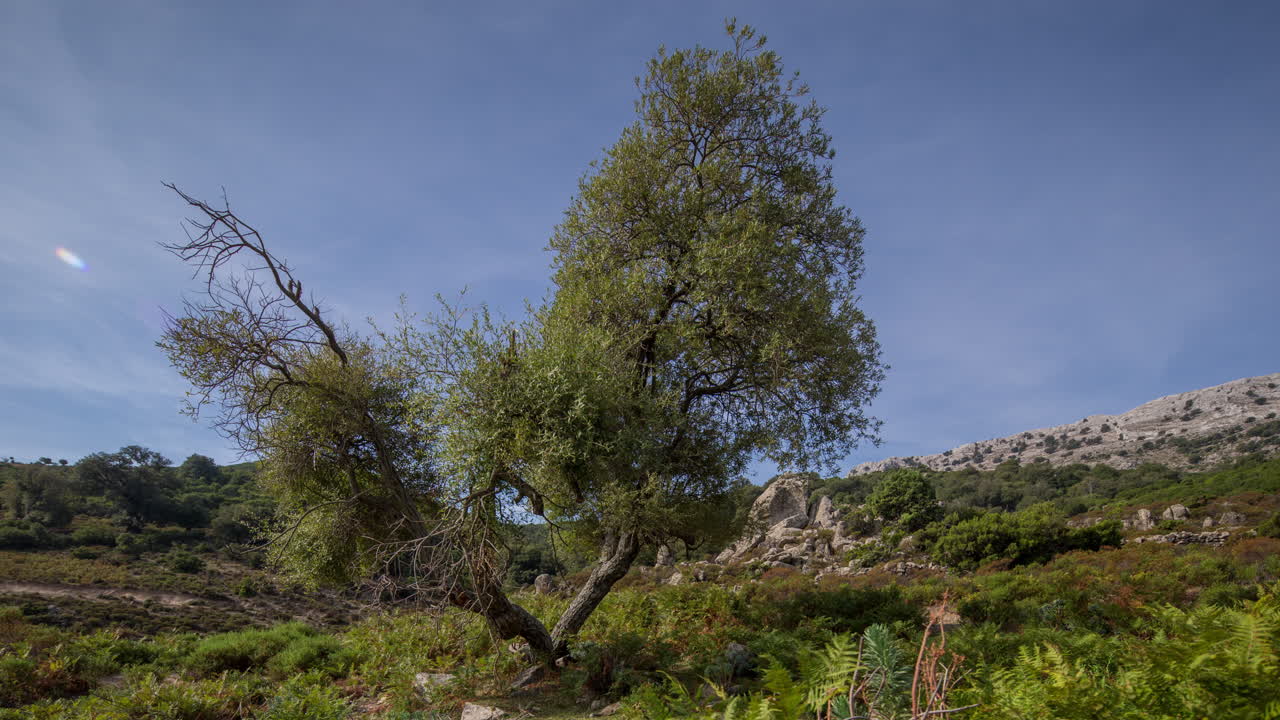 사르데냐 고독한 나무 4k 04