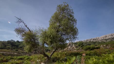 cerdeña árbol solitario 4k 04