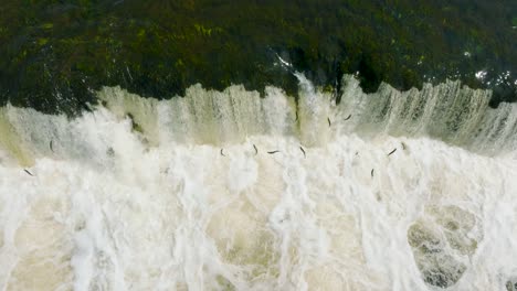 aerial birdseye view of vimba fish , kuldiga, sunny spring day, slow motion drone shot