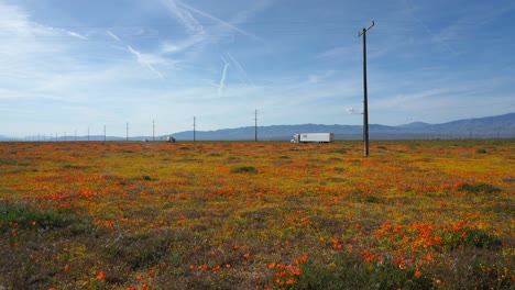 Mohn-Und-Andere-Wildblumen-Wachsen-Nach-Einem-Nassen-Frühling-Im-Kalifornischen-Grasland