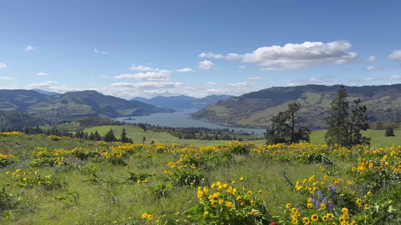Wide shot of a wildflower field overlooking the Columbia River gorge at Memaloose Hills