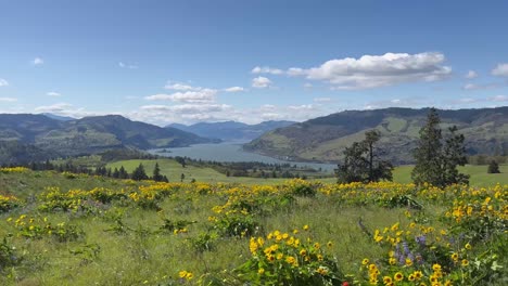 wide shot of a wildflower field overlooking the columbia river gorge at memaloose hills