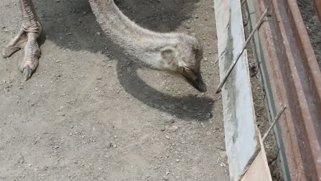 Close-up-Ostrich-head-in-a-cage-at-an-animal-sanctuary,-Indonesia