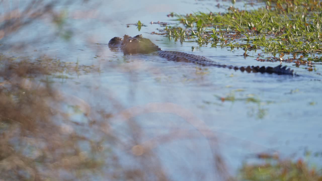 Yacare Caiman Swims In The River. - wide shot