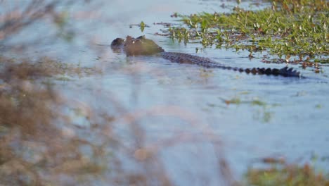 yacare caiman swims in the river. - wide shot