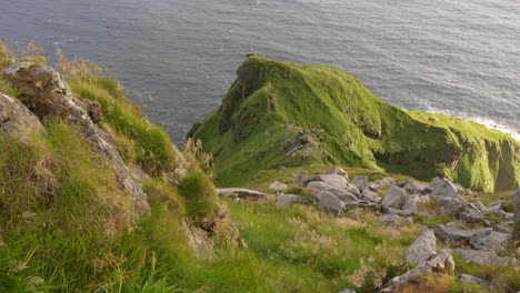 colonia de frailecillos en runde, noruega, plano general con miles de frailecillos, cámara lenta