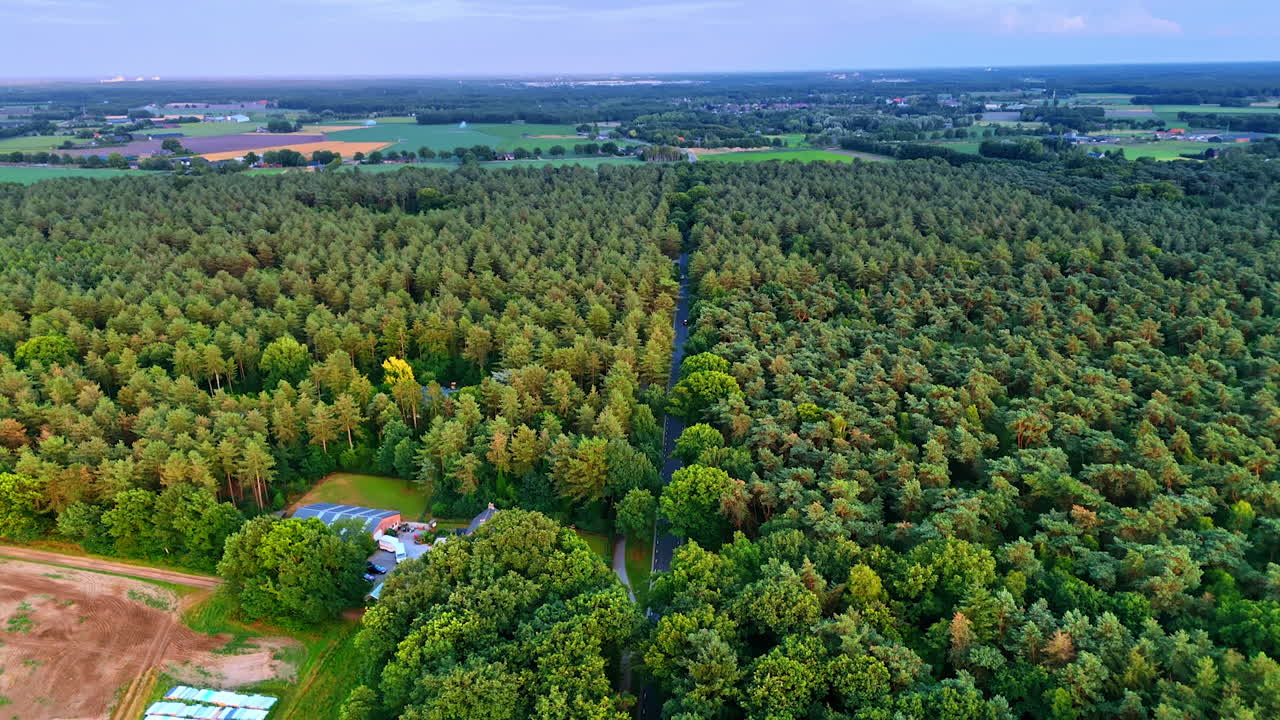 Aerial view of green forest. Expansive green forest stretches over rolling hills, with a winding road cutting through the trees under a clear sky