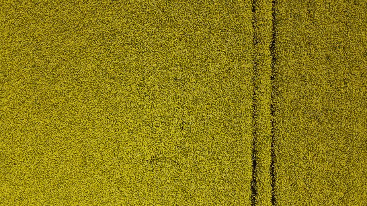 링컨셔 시골 을 바라보는 공중 영상 으로 기름 씨  ⁇  또는 기름  ⁇  작물 의  ⁇  을 볼 수 있다