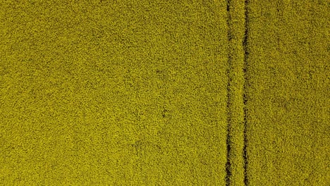 aerial footage looking over the lincolnshire countryside with views across fields of oil seed rape or rape oil crop