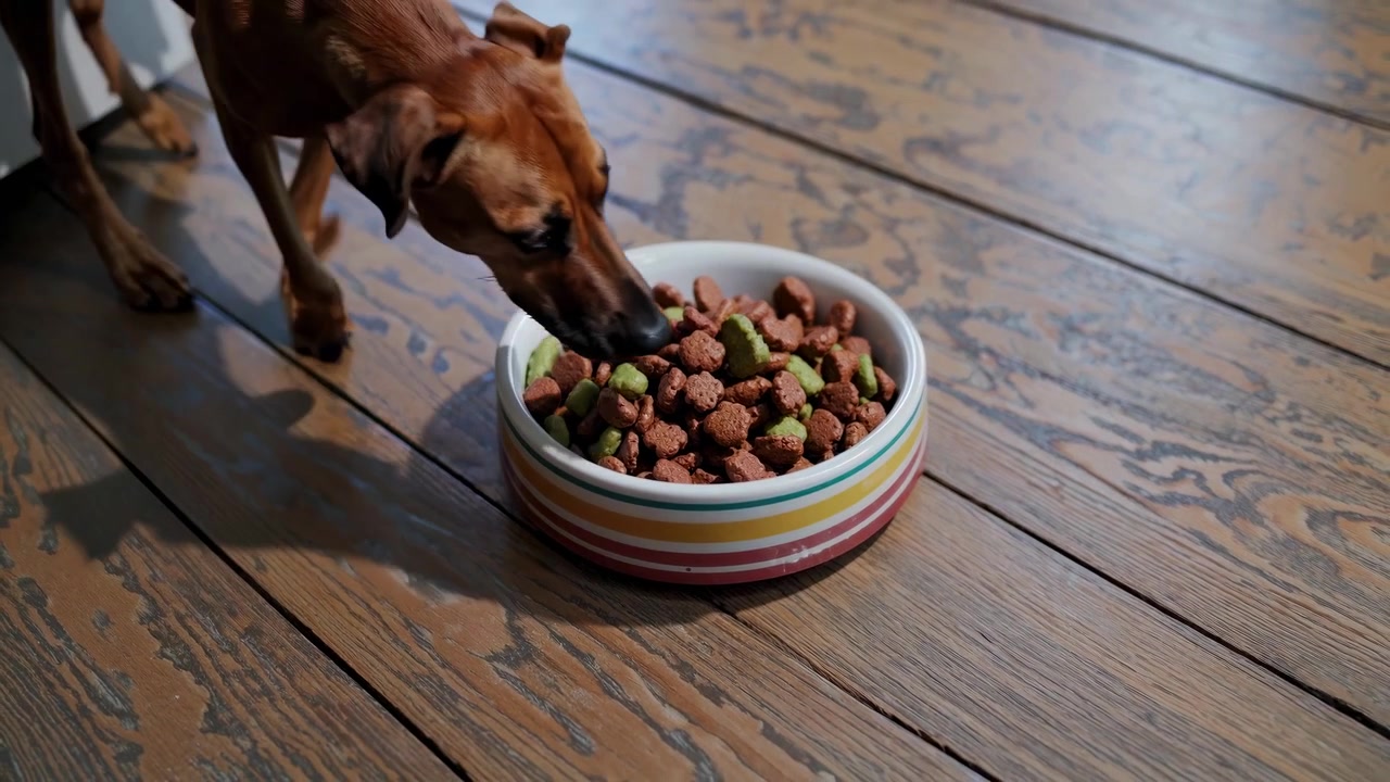 Rhodesian Ridgeback Hund nähert sich und frisst aus einem Napf mit Trockenfutter.
