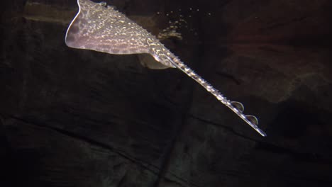 stingray fish - myliobatoidei. underwater shot of spotted grey venomous fish swimming and searching for food. dangerous aquatic animal