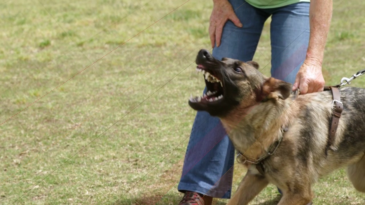 Senior woman bracing leash in yard while dog lunging keeping grip for training waveform over legs