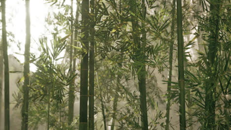 bosque de bambú en la luz de la mañana