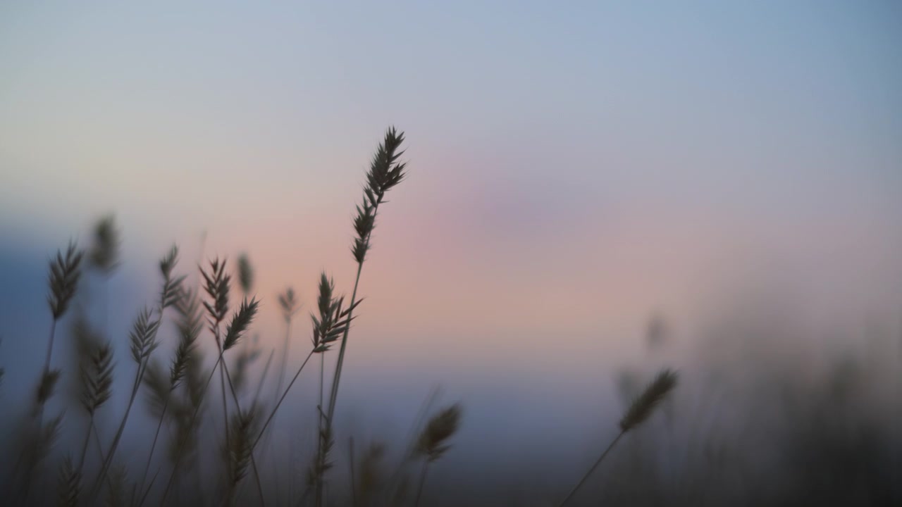 Dry grass weeds at dusk