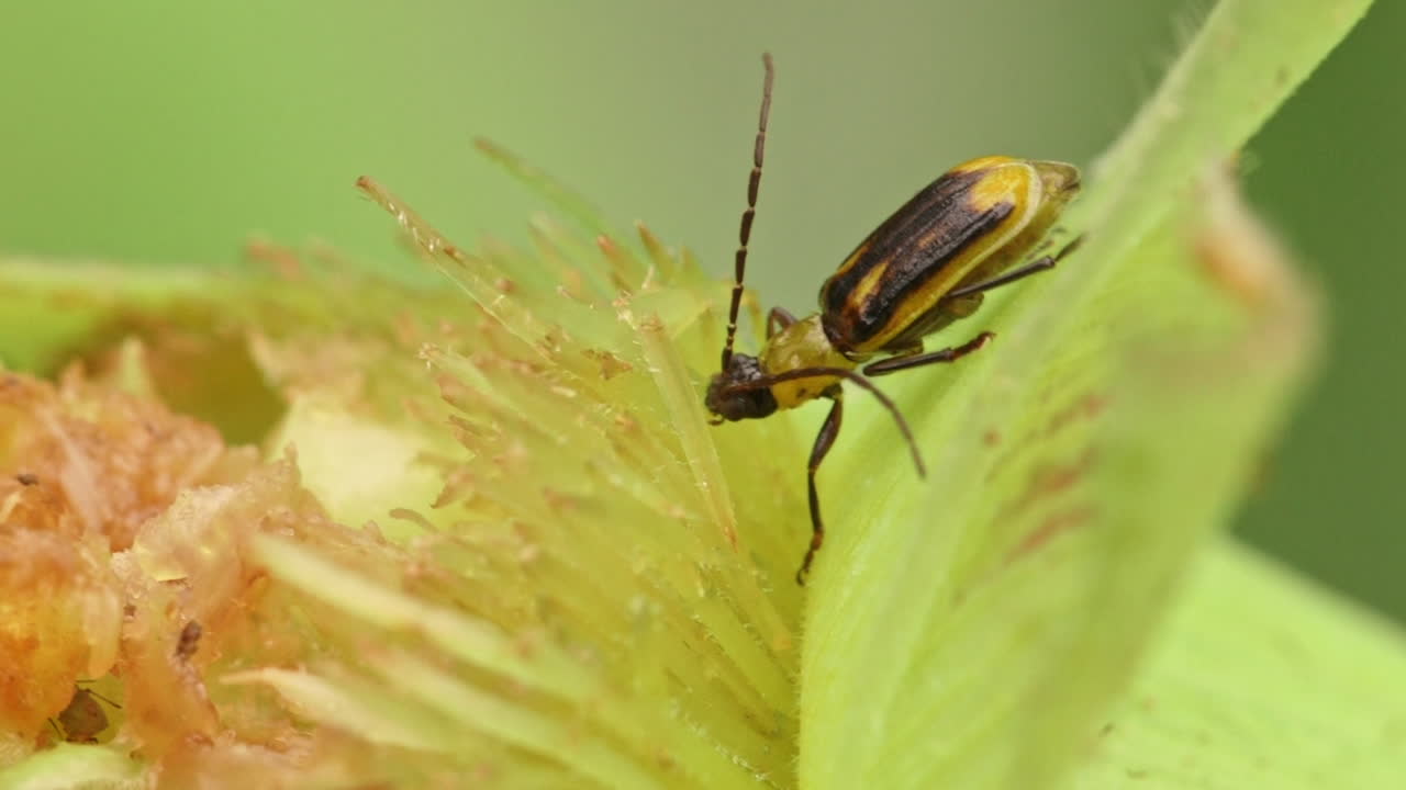 Close-up of a Small Yellow and Black Beetle on a Green Leaf