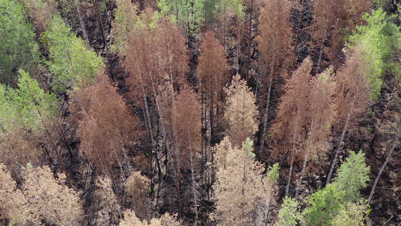 Aerial Drone shot of burnt coniferus or taiga forest