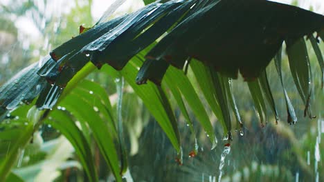 香<unk>葉在大雨期間 雨季暴風雨,庫拉考,加勒比海