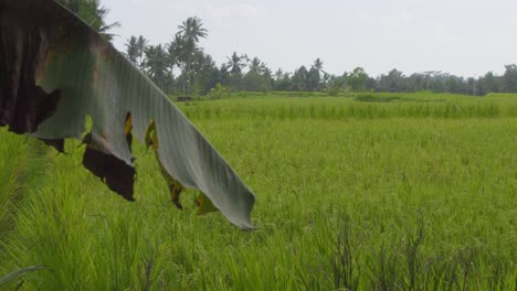 Una-Vista-Típica-De-Exuberantes-Campos-De-Arroz-Verdes-En-Bali,-Indonesia.