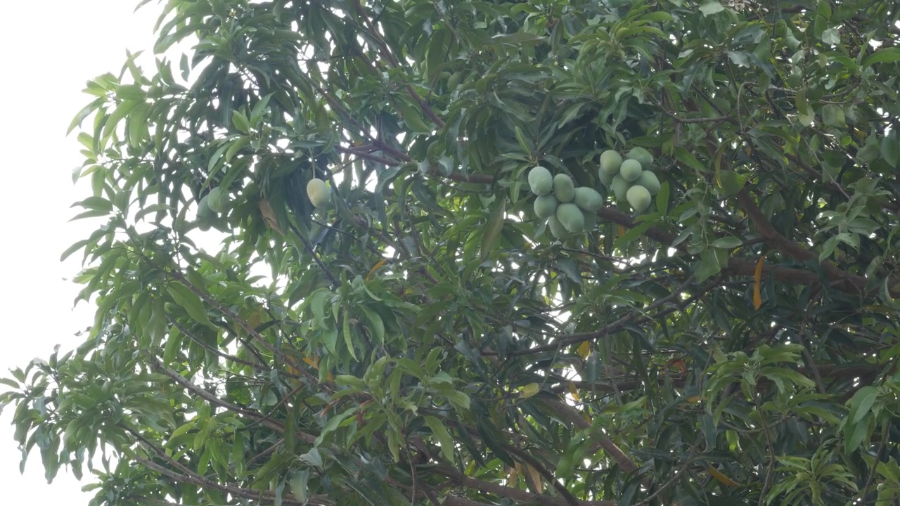 Manghi verdi appesi a un ramo d'albero alla luce naturale.
