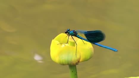 beautiful demoiselle (calopteryx virgo) is a european damselfly belonging to the family calopterygidae. it is often found along fast-flowing waters where it is most at home.