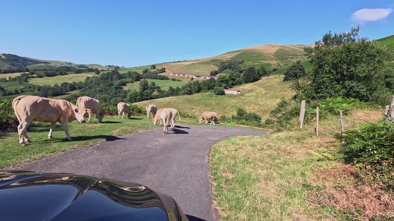 POV car drives past cream-coloured cows eating rural roadside grass