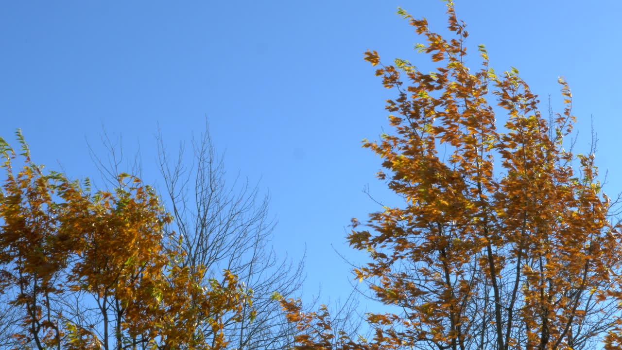 바람에 가을 나무